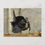 Male turkey strutting, Illinois Postcard
