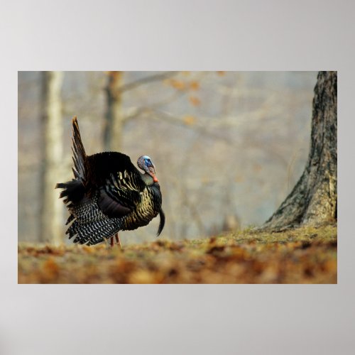 Male turkey strutting Illinois Poster