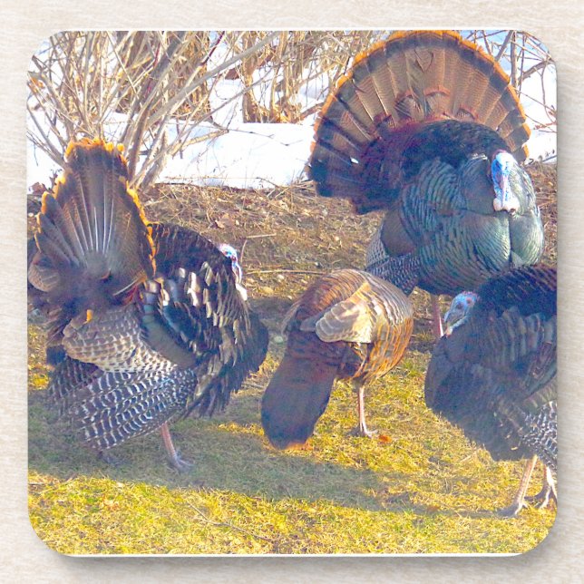 Male Turkeys in Heat and a Lady. Photo Beverage Coaster (Front)
