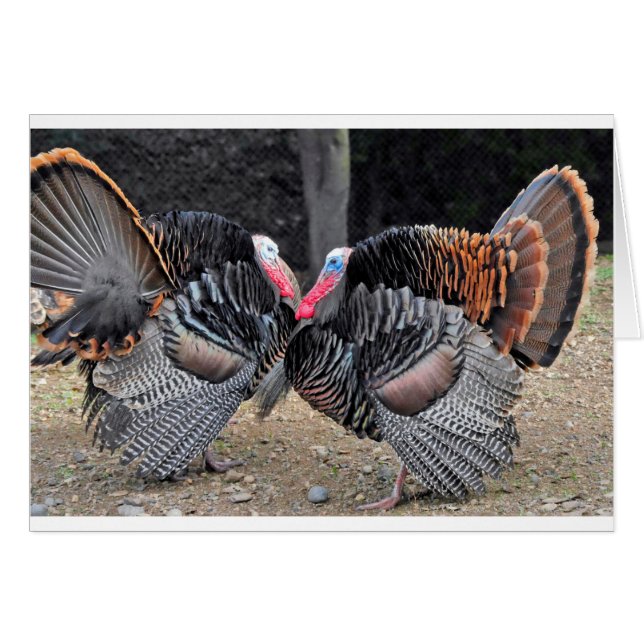 Male turkeys, nose to nose with feathers arrayed (Front Horizontal)