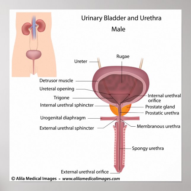 Male urinary organs, labeled diagram. poster (Front)