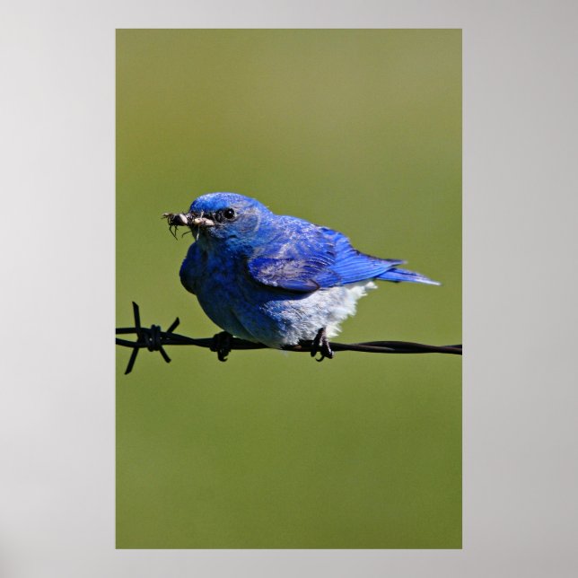 Male Western Bluebird With Bugs  Poster (Front)