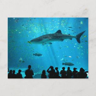 Male Whale Shark at Georgia Aquarium Postcard