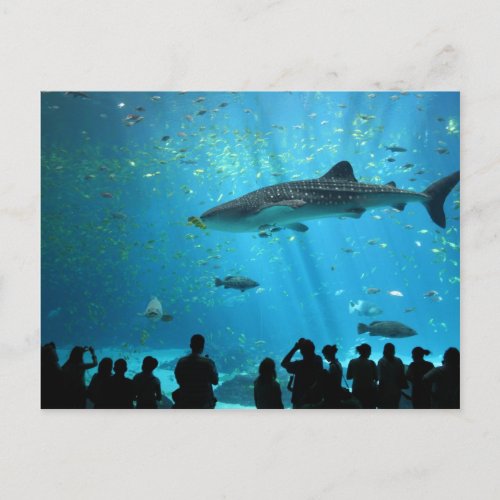 Male Whale Shark Postcard