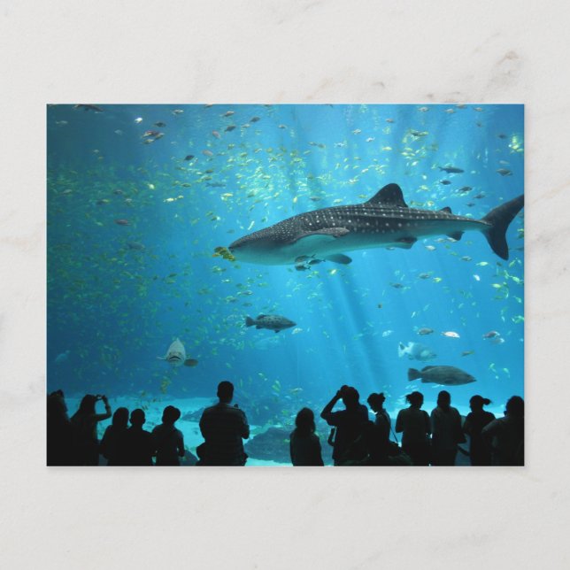 Male Whale Shark Postcard (Front)