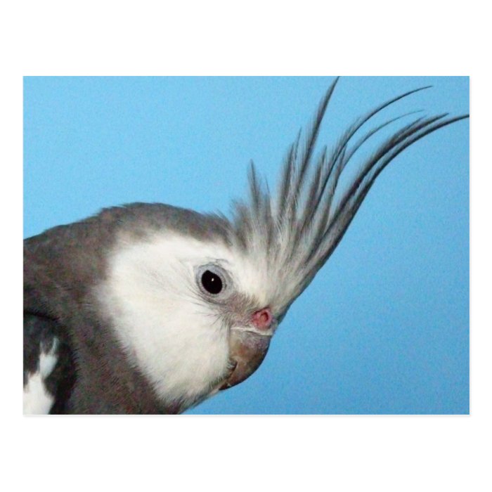 Male Whiteface Cockatiel Post Card