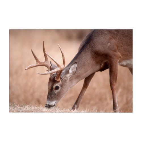Male whitetail deer grazing acrylic print