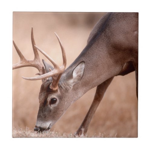 Male whitetail deer grazing ceramic tile