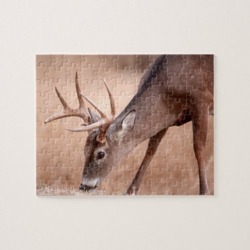 Male whitetail deer grazing jigsaw puzzle