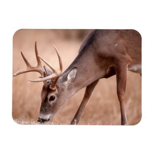 Male whitetail deer grazing magnet