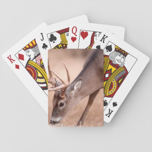 Male whitetail deer grazing playing cards