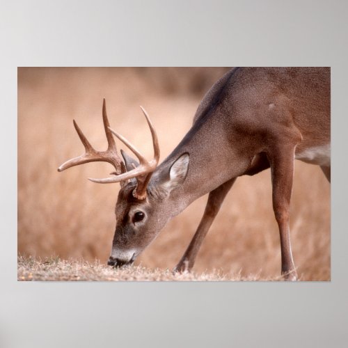 Male whitetail deer grazing poster