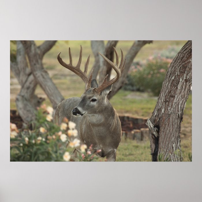 Male Whitetail Deer Print