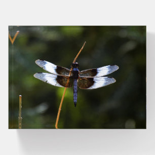 Male Widow Skimmer Dragonfly Paperweight