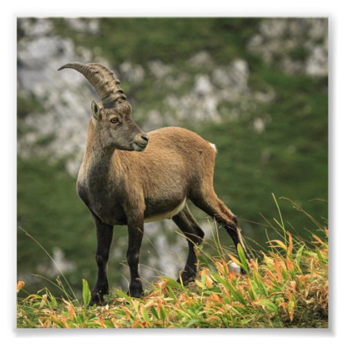 Male wild alpine capra ibex or steinbock photo print