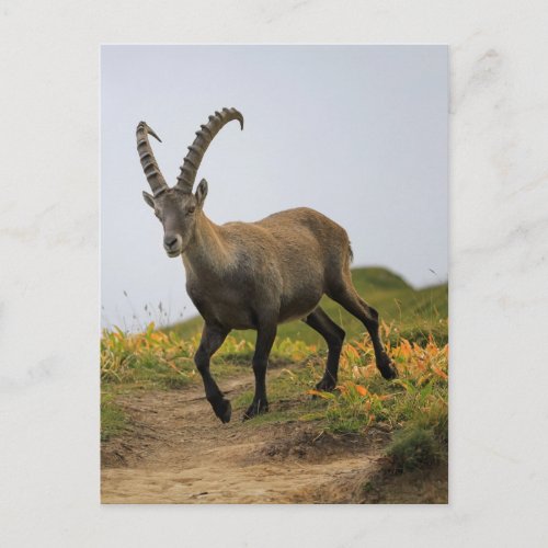 Male wild alpine capra ibex or steinbock postcard