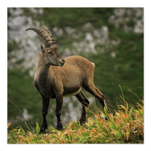 Male wild alpine capra ibex or steinbock poster