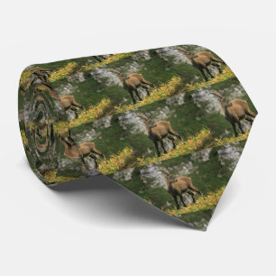 Male wild alpine, capra ibex, or steinbock tie