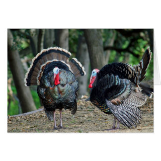 Male wild turkey puffed up to impress cards