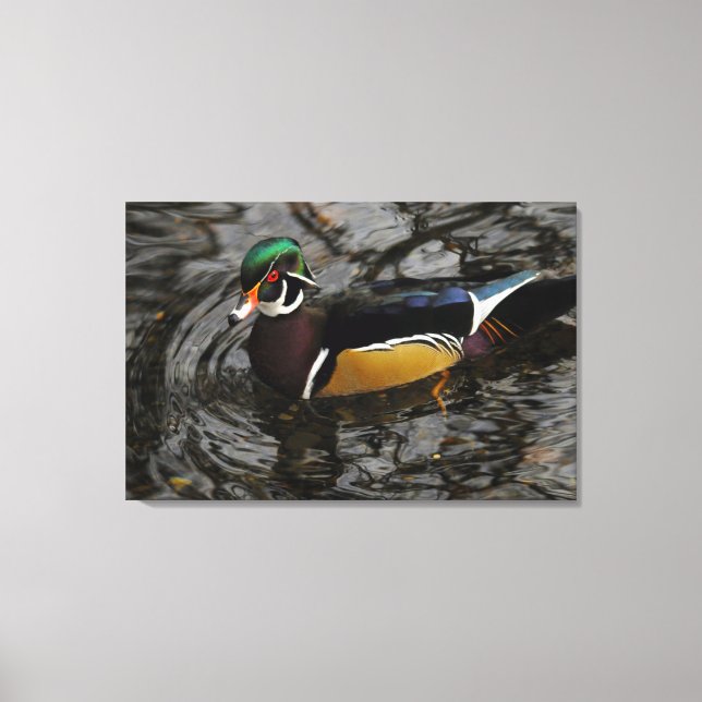 Male Wood Duck At Crystal Springs Rhododendron Canvas Print (Front)