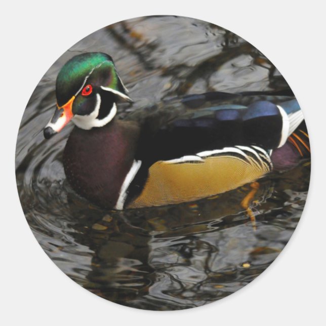 Male Wood Duck At Crystal Springs Rhododendron Classic Round Sticker (Front)
