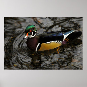 Male Wood Duck At Crystal Springs Rhododendron Poster