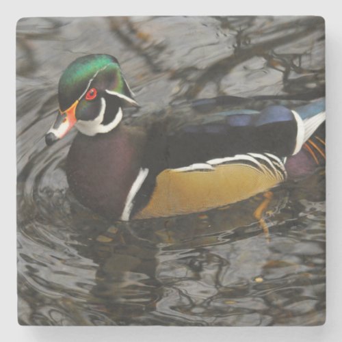 Male Wood Duck At Crystal Springs Rhododendron Stone Coaster
