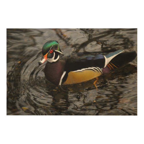 Male Wood Duck At Crystal Springs Rhododendron Wood Wall Decor