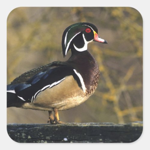 Male wood duck Canada Square Sticker