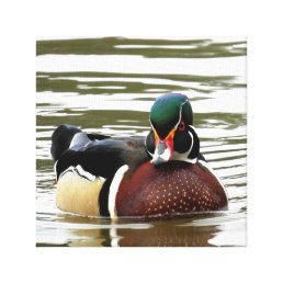 MALE WOOD DUCK CANVAS PRINT