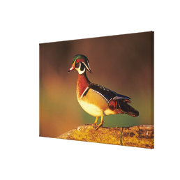 Male wood duck, Illinois Canvas Print