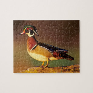 Male wood duck, Illinois Jigsaw Puzzle