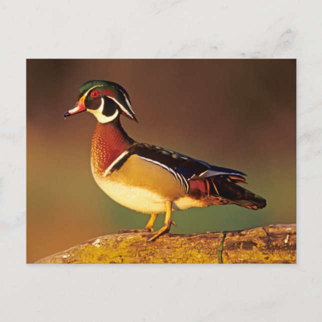 Male wood duck, Illinois Postcard (Front)