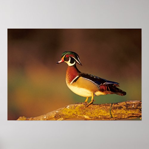 Male wood duck Illinois Poster