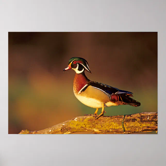 Male wood duck, Illinois Poster Zazzle