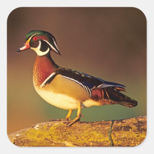Male wood duck Illinois Square Sticker