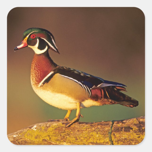 Male wood duck, Illinois Square Sticker (Front)