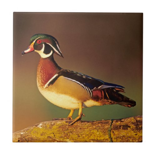 Male wood duck Illinois Tile