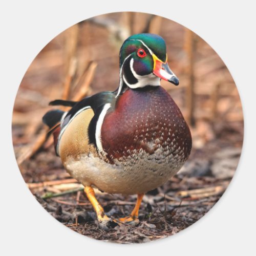 Male Wood Duck in the Woods Classic Round Sticker