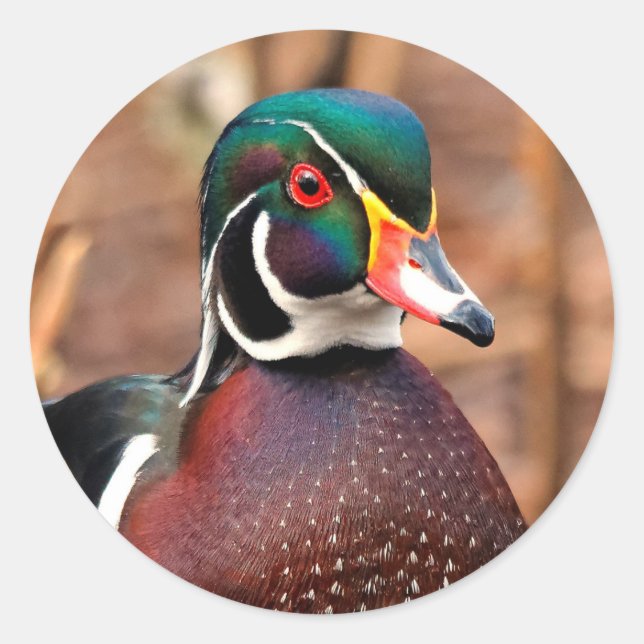 Male Wood Duck in the Woods Classic Round Sticker (Front)