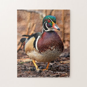 Male Wood Duck in the Woods Jigsaw Puzzle