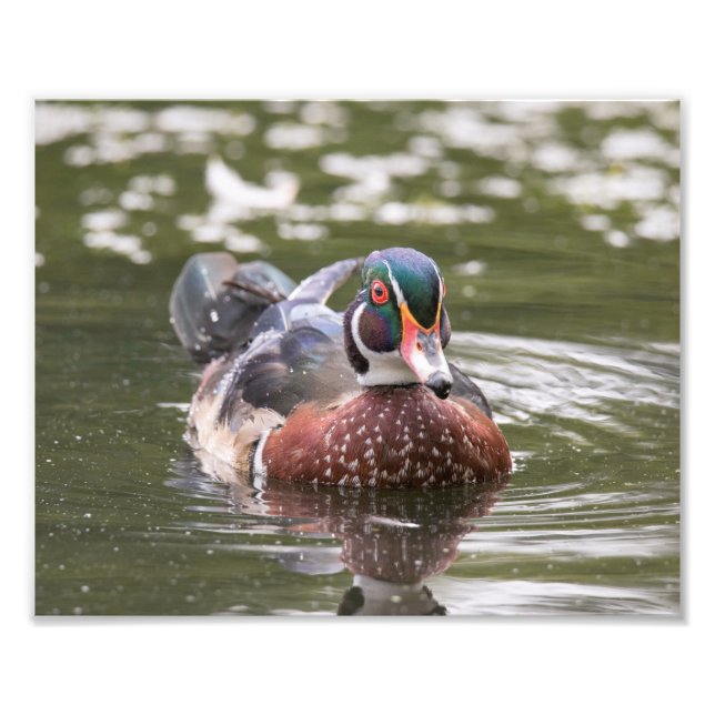 Male Wood Duck Just Floating Along Print (Front)