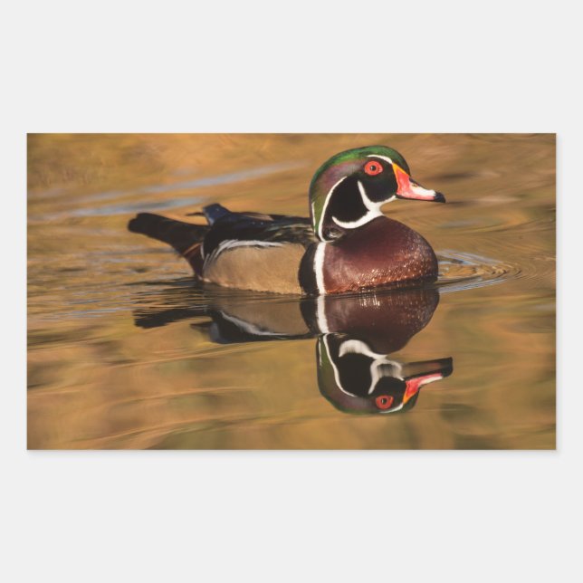 Male Wood duck on Golden Lake Rectangular Sticker (Front)