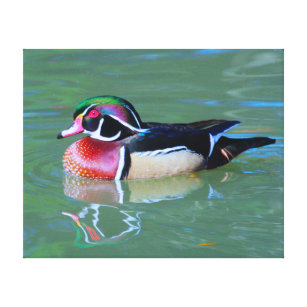 Male Wood Duck on pond Canvas Print