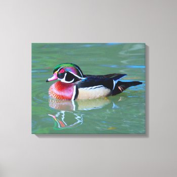 Male Wood Duck On Pond Canvas Print by Scotts_Barn at Zazzle