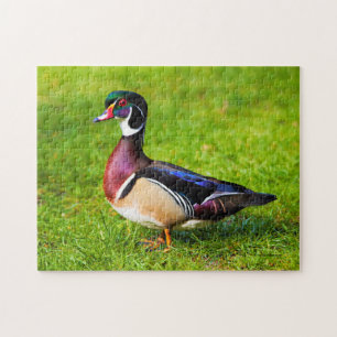 Male Wood Duck on the Grass Jigsaw Puzzle