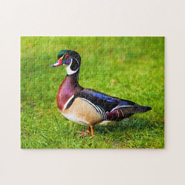 Male Wood Duck on the Grass Jigsaw Puzzle (Horizontal)