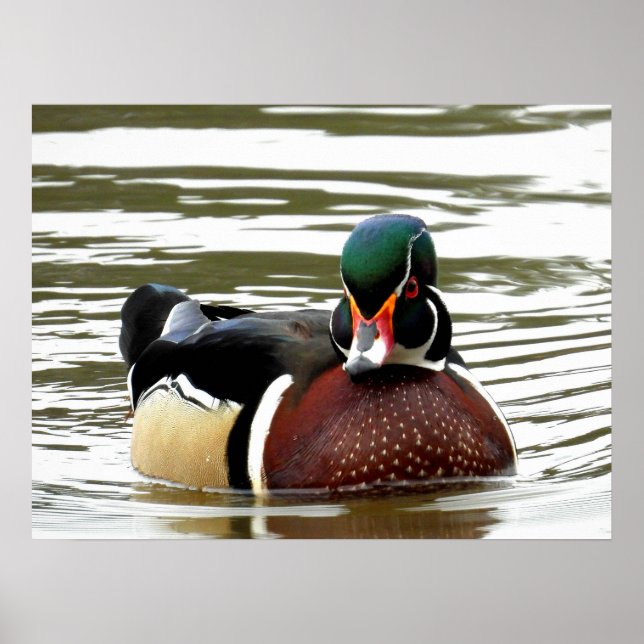 MALE WOOD DUCK POSTER (Front)