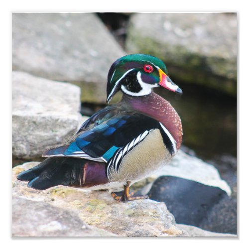 Male Wood Duck Square Print