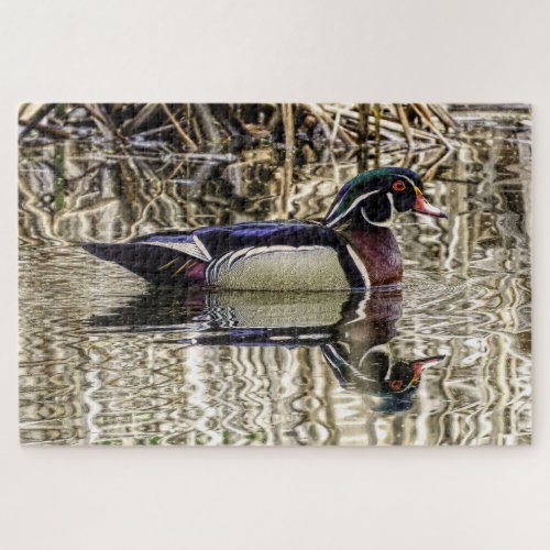Male wood duck swimming in pond jigsaw puzzle